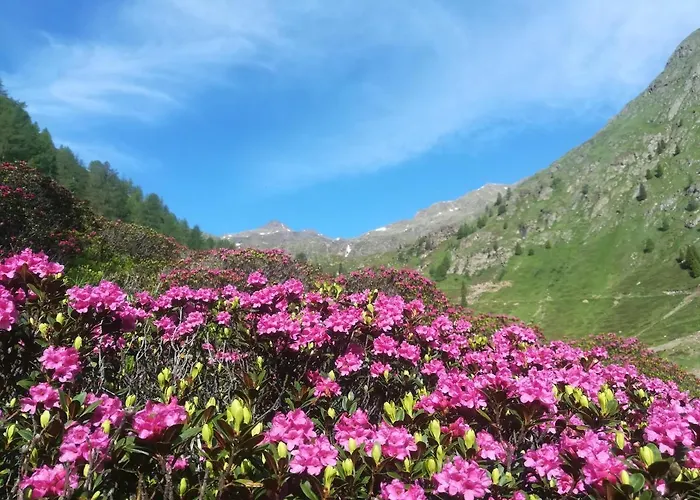 Апартаменты Haus 